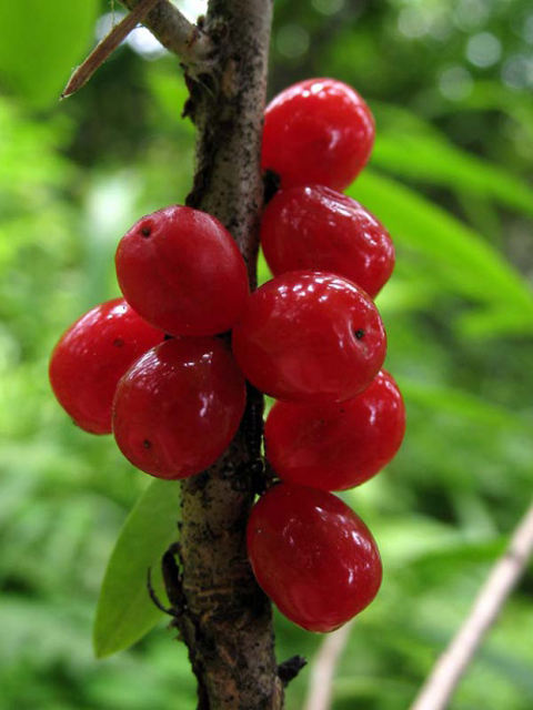 Գայլահատ մահացու - Волчеягодник смертельный - Daphne mezereum L.